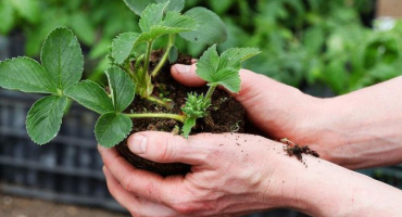 Jak množit a zasadit jahody v srpnu s knírkem krok za krokem